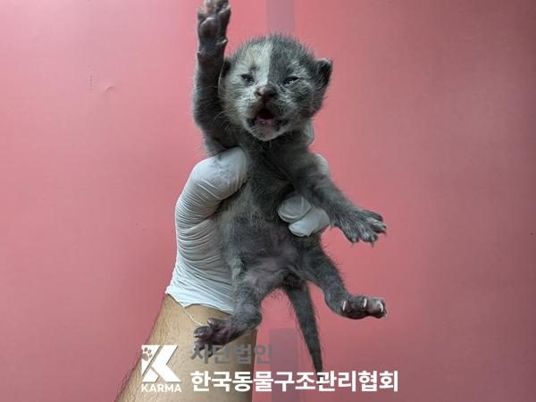 중랑구에서 보호 중인 한국 고양이 (기타(회/흰), 암컷) - 공고 서울-중랑-2026-00094