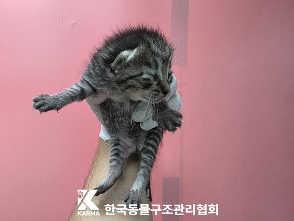 중랑구에서 보호 중인 한국 고양이 (기타(검/갈/흰), 수컷) - 공고 서울-중랑-2026-00095