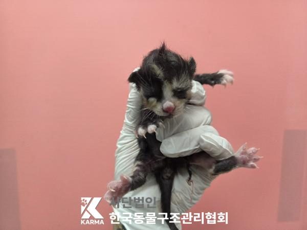 중랑구에서 보호 중인 한국 고양이 (검은색흰색황토색조합, 암컷) - 공고 서울-중랑-2026-00099