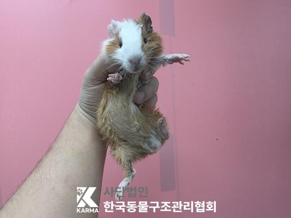 중랑구에서 보호 중인 기타축종 (기타(갈/흰), 성별 미상) - 공고 서울-중랑-2026-00101