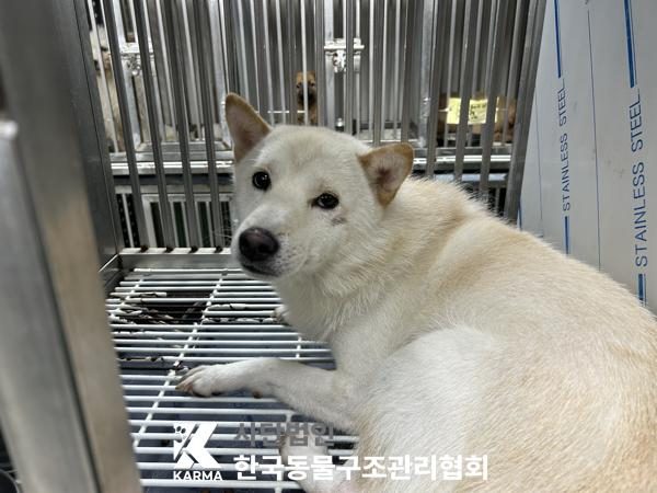 중랑구에서 보호 중인 믹스견 (갈색&흰색, 수컷) - 공고 서울-중랑-2026-00102