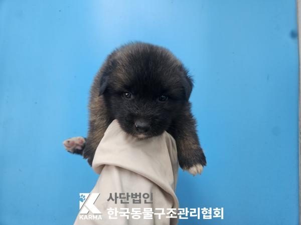 은평구에서 보호 중인 믹스견 (갈색&검정, 수컷) - 공고 서울-은평-2026-00151