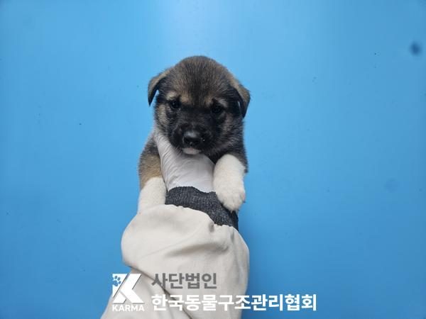 은평구에서 보호 중인 믹스견 (갈색&검정&흰색, 암컷) - 공고 서울-은평-2026-00153
