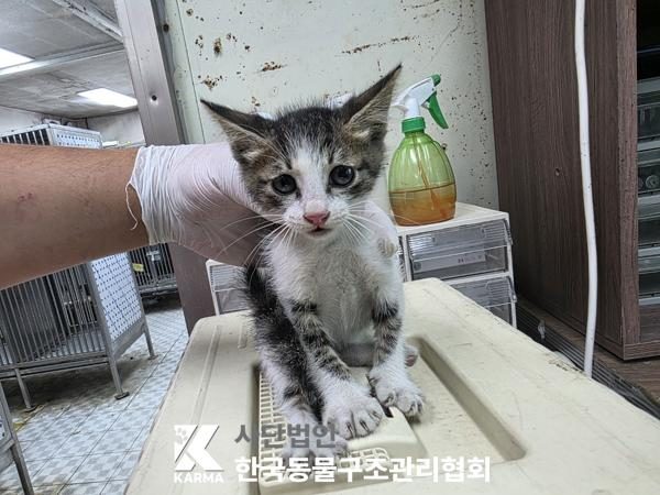 은평구에서 보호 중인 한국 고양이 (기타(검/갈/흰), 수컷) - 공고 서울-은평-2026-00154