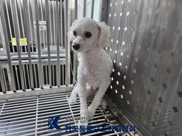 은평구에서 보호 중인 푸들 (흰색, 수컷) - 공고 서울-은평-2026-00157