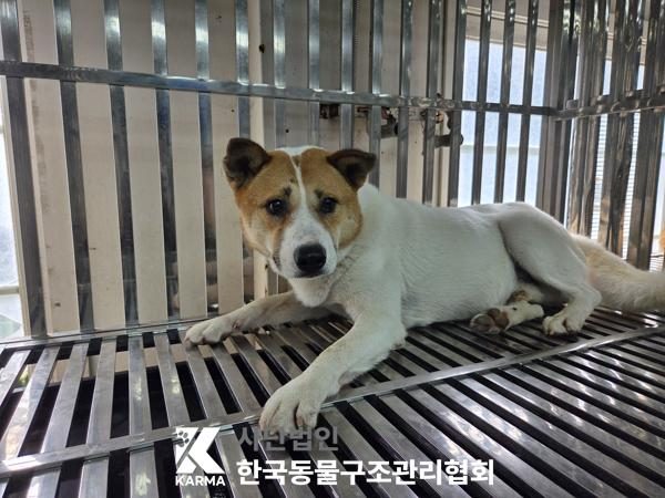 은평구에서 보호 중인 믹스견 (흰색&황갈색, 수컷) - 공고 서울-은평-2026-00161