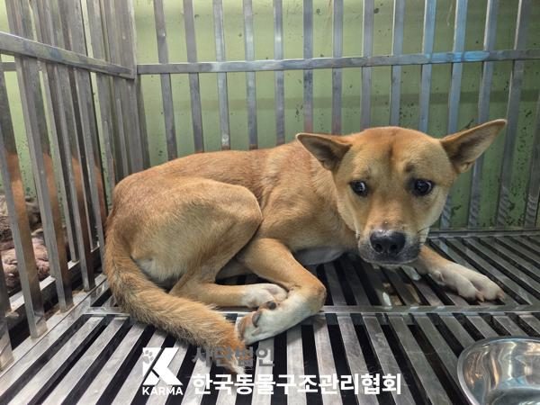 은평구에서 보호 중인 믹스견 (갈색&흰색, 수컷) - 공고 서울-은평-2026-00164