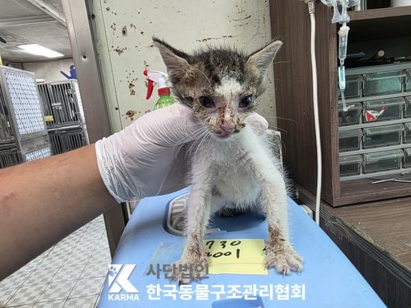 구로구에서 보호 중인 한국 고양이 (기타(갈/검/흰), 수컷) - 공고 서울-구로-2026-00118