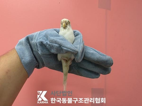 구로구에서 보호 중인 기타축종 (기타(파/흰), 성별 미상) - 공고 서울-구로-2026-00121