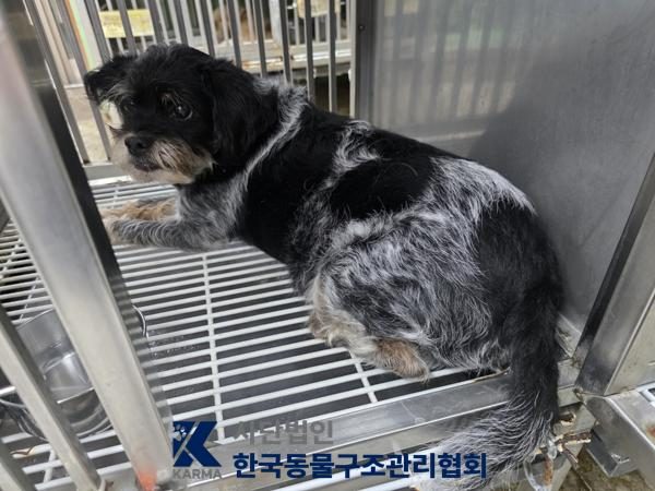 구로구에서 보호 중인 믹스견 (기타(검/흰), 수컷) - 공고 서울-구로-2026-00123