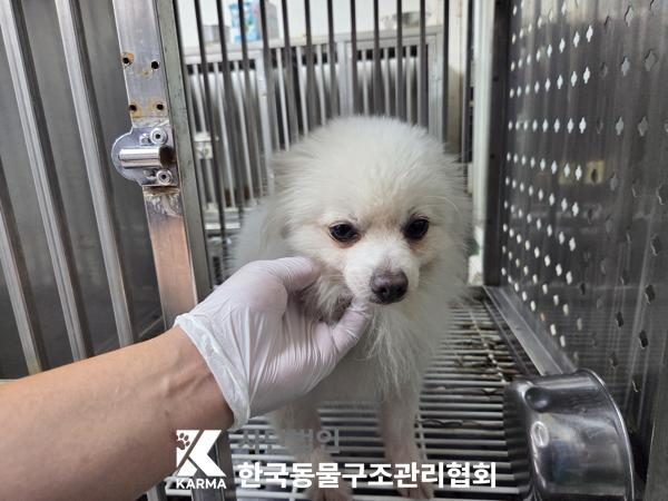 구로구에서 보호 중인 포메라니안 (흰색, 수컷) - 공고 서울-구로-2026-00125