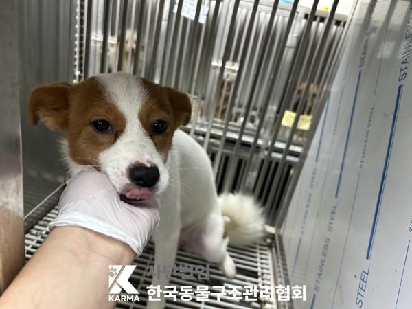 구로구에서 보호 중인 믹스견 (갈색&흰색, 암컷) - 공고 서울-구로-2026-00131